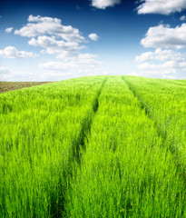 green wheat field