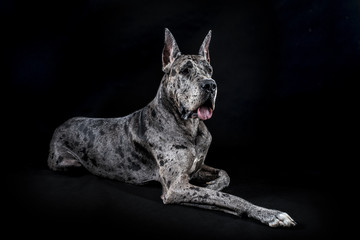 thoroughbred dog a gray marble Great Dane