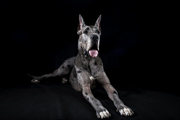 thoroughbred dog a gray marble Great Dane - obrazy, fototapety, plakaty