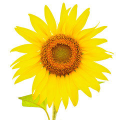 Fototapeta premium Sunflower