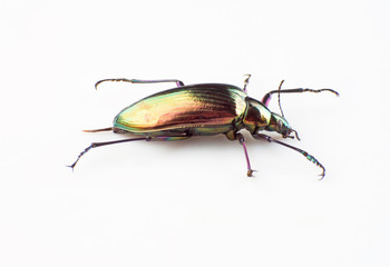 Ground beetle