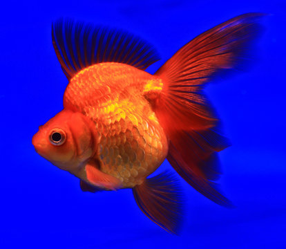 Goldfish in a glass cabinet