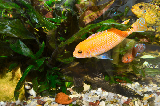 Colorful aquarium with fish