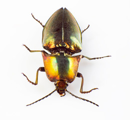 Buprestid beetle