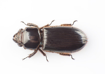 Passalidae