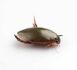 Water beetle