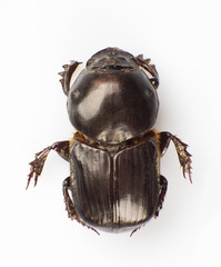 Dung beetle