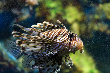 Fototapeta na wymiar Lionfish (Pterois mombasae)