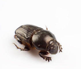 Dung beetle