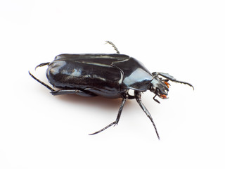Cockchafer