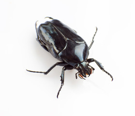 Cockchafer