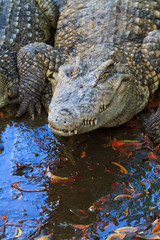 Crocodiles in water