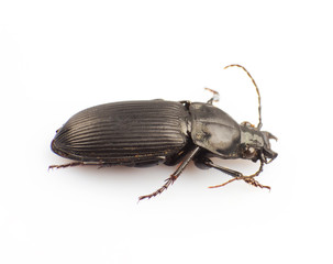 Trictenotomidae