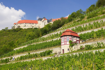 Freyburg, Neuenburg, Weinberg, Vineyard at Freyburg