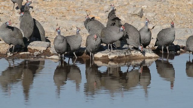 Helmeted guineafowls drinking water, Etosha N/P