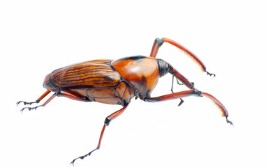 Bamboo snout beetle