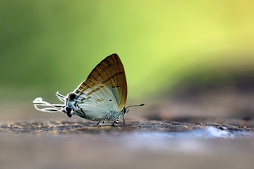Fototapeta na wymiar Butterfly (Fluffy Tit)