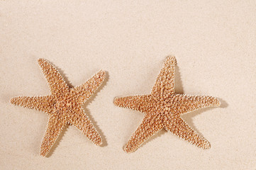 two sea star starfish on sand backdrop