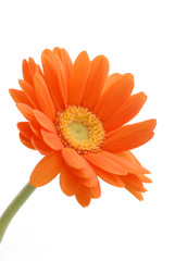 オレンジガーベラ