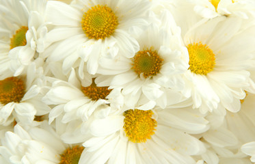 bouquet of beautiful daisies flowers, close up