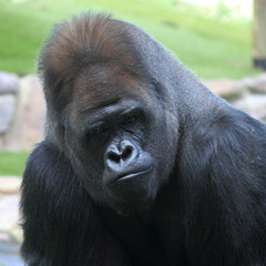 portrait d'un gorille des plaines