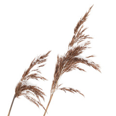 Dry coastal reed cowered with snow isolated on white