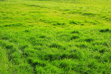 Green grass background