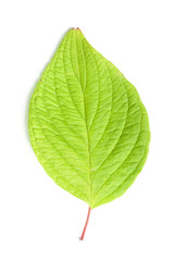 Single leaf