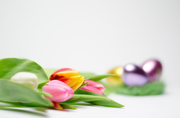 Tulpen mit Eiernest