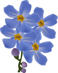Fototapeta na wymiar małe niebieskie Forget-me-not kwiaty na biały