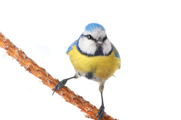 Fototapeta premium caeruleus titmouse