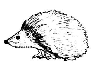 hedgehog © Perysty