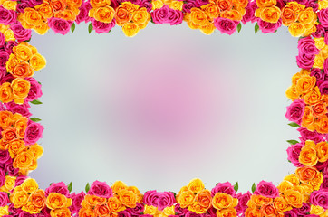 yellow and pink roses  flowers blossom frame