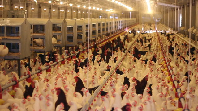 Chicken Farm, poultry production