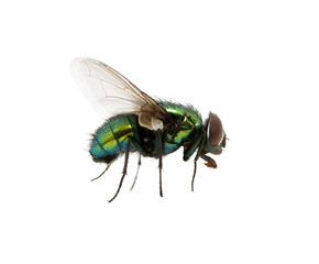 green fly
