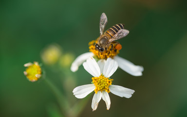 Bee on flower