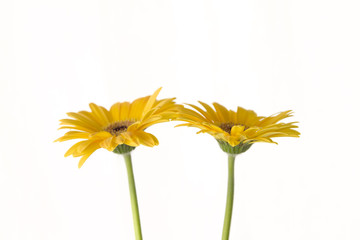 Naklejka premium Gerberas