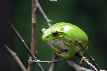 モリアオガエルの雌