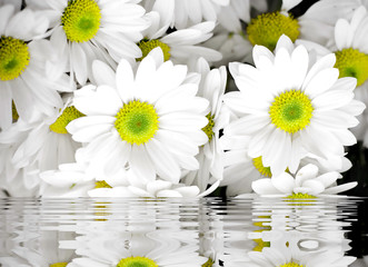 Весенние цветы на фоне воды