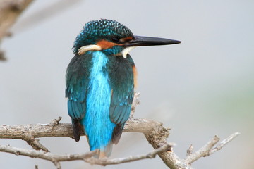 カワセミ