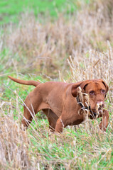 Magyar vizsla pointing in long grass