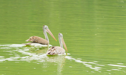 A couple of Pelican swimming in the pond