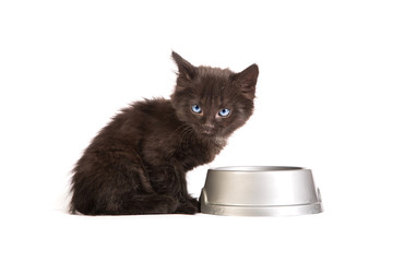 Black kitten eating cat food on a white background