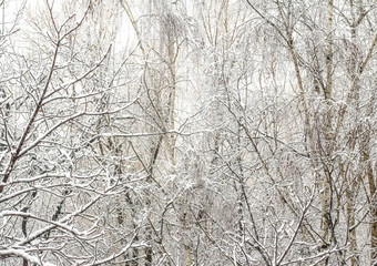 Winter landscape, snow-covered trees