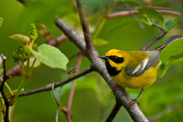 Lawrence's Warbler © ondreicka