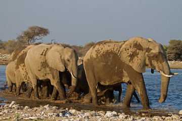 A Group of Elephants at waterhole; Loxodonta Africana