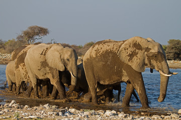 Obraz premium A Group of Elephants at waterhole; Loxodonta Africana