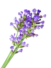 lavender flower isolated on white