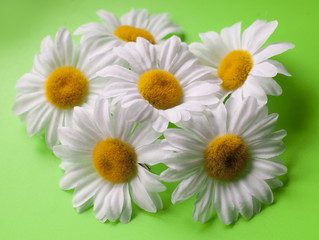 marguerites