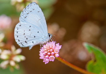 Fototapeta premium spring azure butterfly